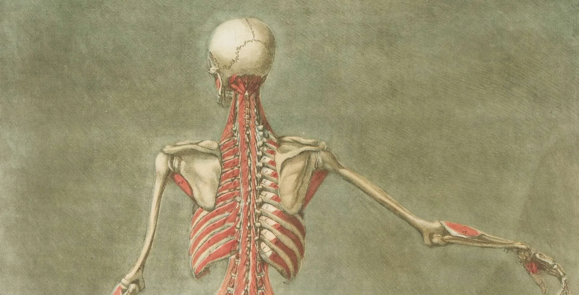 Formació d’anatomia aplicada